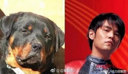 狗像明星,揭秘那些闪耀的狗狗明星