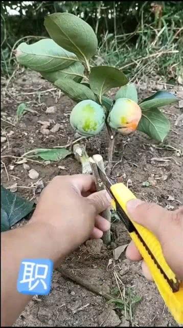 柿子嫁接视频,柿子嫁接技术实操视频解析
